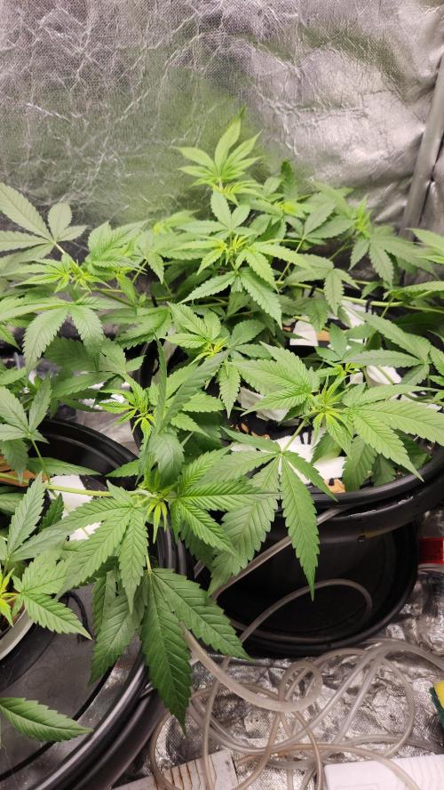 Melonade Runtz fotoperíodo. Week 10