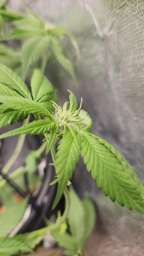 Melonade Runtz fotoperíodo. Week 11