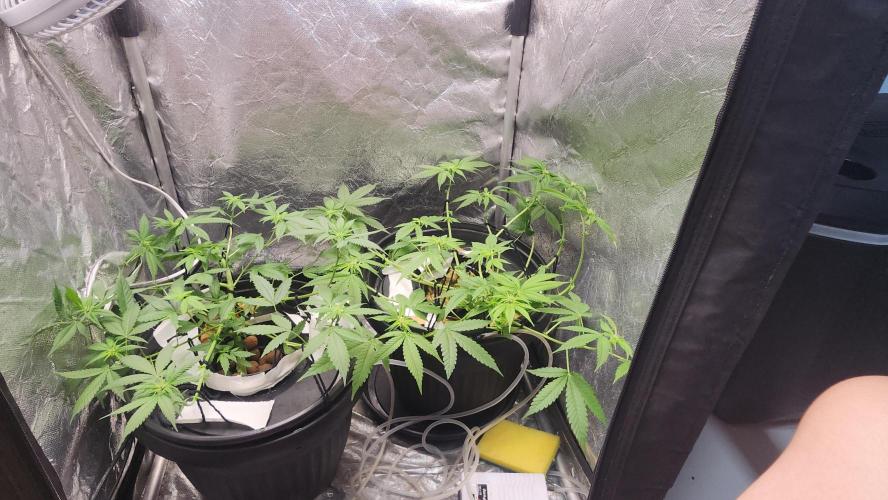 Melonade Runtz fotoperíodo. Week 11