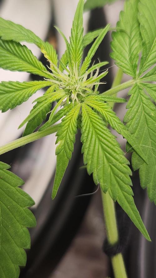 Melonade Runtz fotoperíodo. Week 11