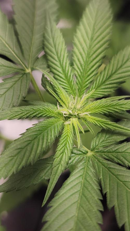 Melonade Runtz fotoperíodo. Week 11