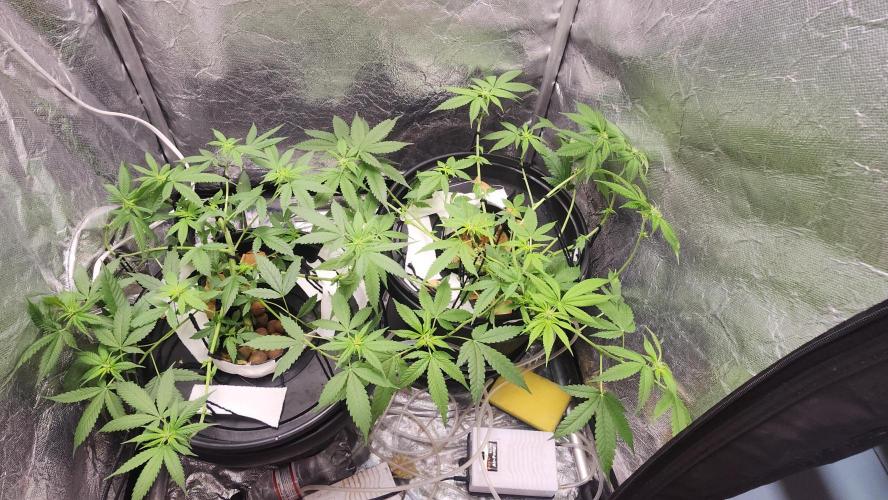 Melonade Runtz fotoperíodo. Week 11