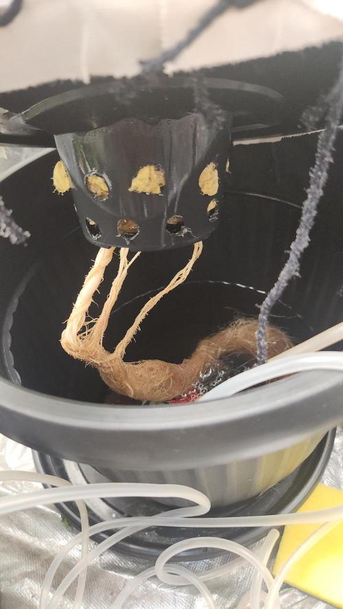 Melonade Runtz fotoperíodo. Week 11