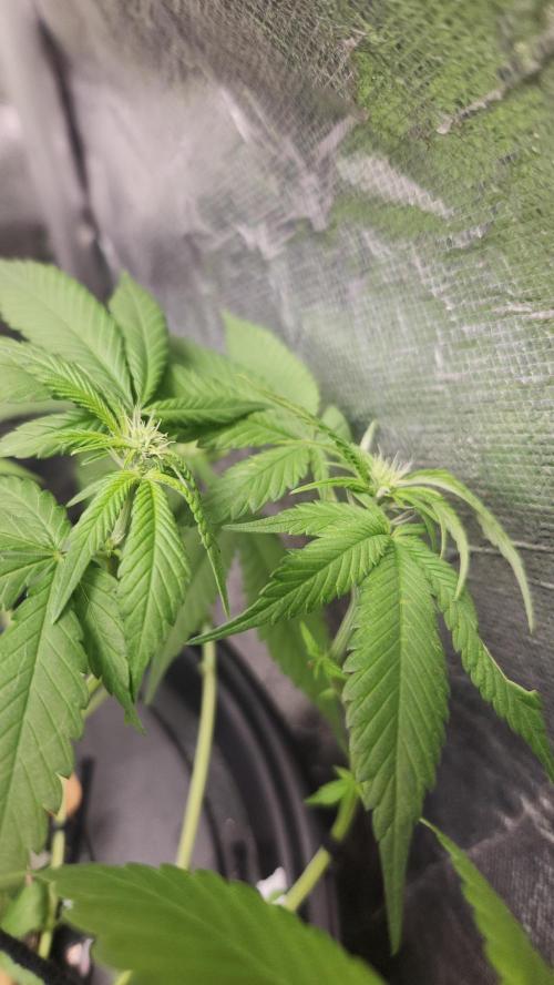 Melonade Runtz fotoperíodo. Week 11