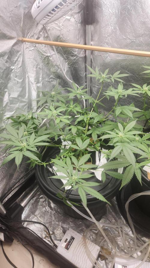 Melonade Runtz fotoperíodo. Week 12