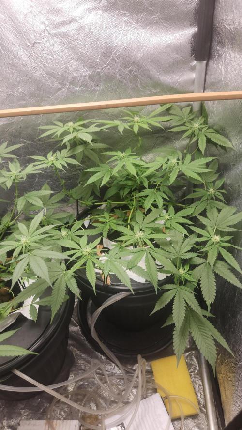 Melonade Runtz fotoperíodo. Week 12