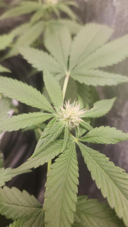 Melonade Runtz fotoperíodo. Week 12