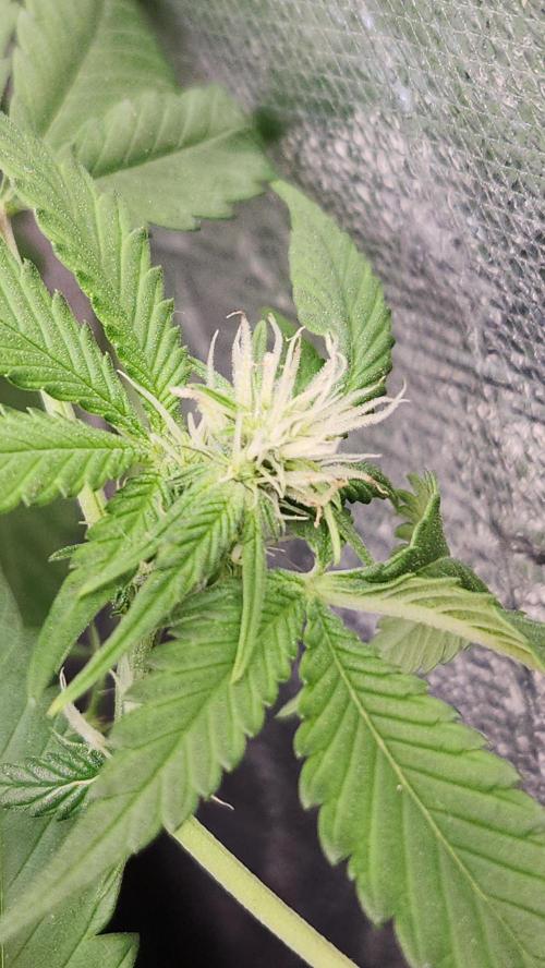 Melonade Runtz fotoperíodo. Week 12