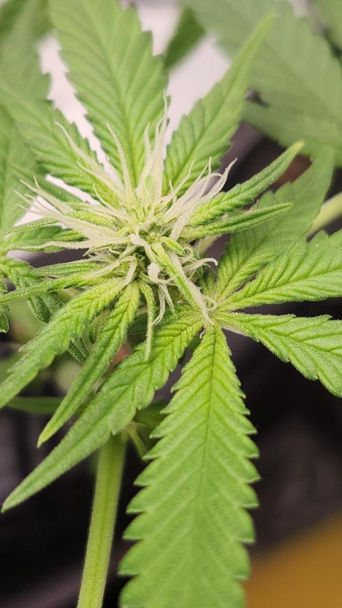 Melonade Runtz fotoperíodo. Week 12