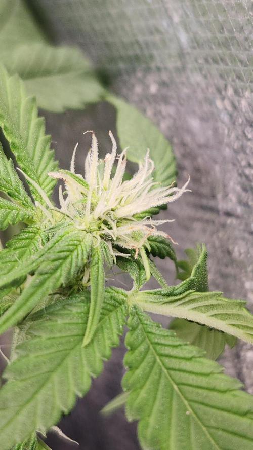 Melonade Runtz fotoperíodo. Week 12