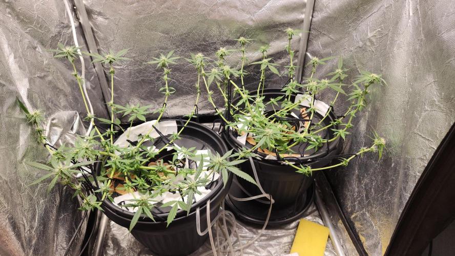 Melonade Runtz fotoperíodo. Week 13