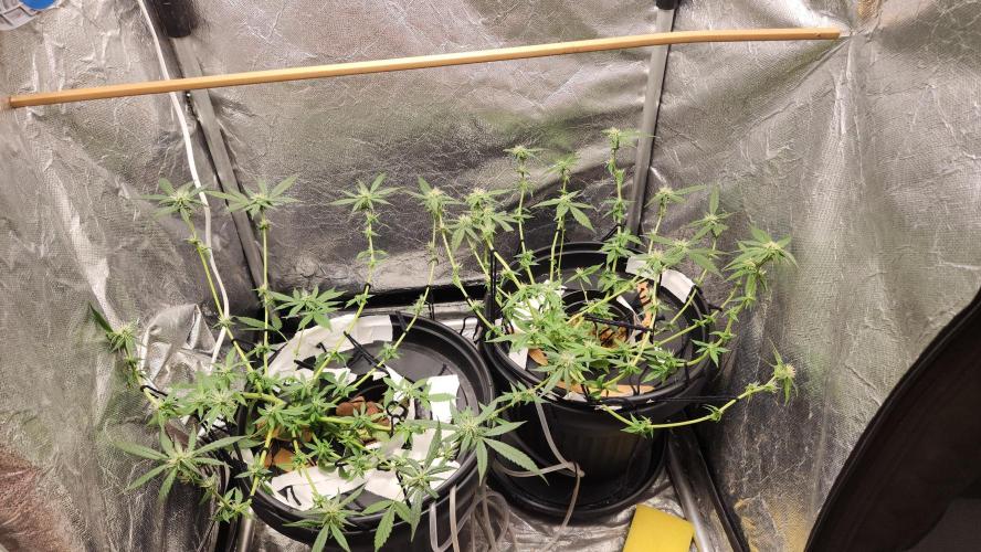 Melonade Runtz fotoperíodo. Week 13