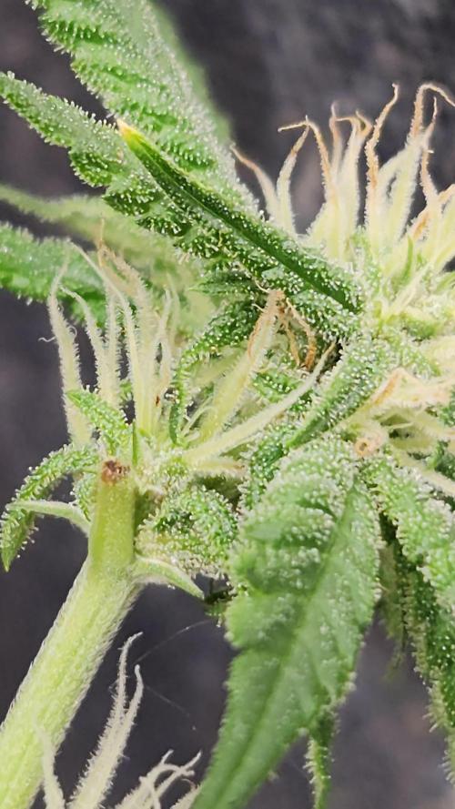 Melonade Runtz fotoperíodo. Week 13