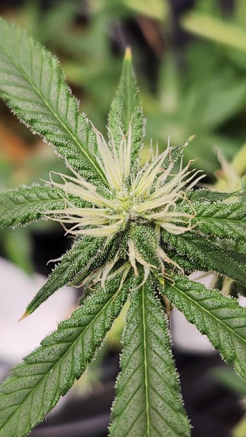 Melonade Runtz fotoperíodo. Week 13