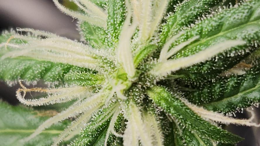 Melonade Runtz fotoperíodo. Week 13