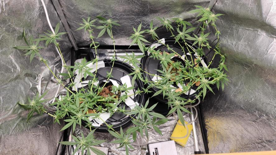 Melonade Runtz fotoperíodo. Week 14