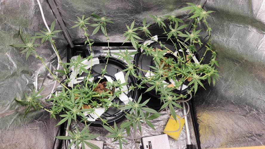 Melonade Runtz fotoperíodo. Week 14