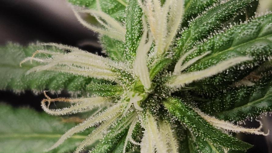 Melonade Runtz fotoperíodo. Week 14