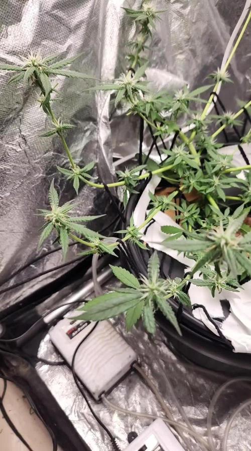 Melonade Runtz fotoperíodo