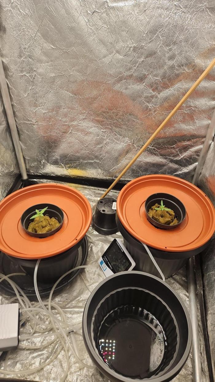 Banana OG - Santa semente. Week 1