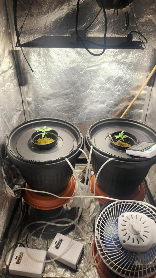 Banana OG - Santa semente. Week 2