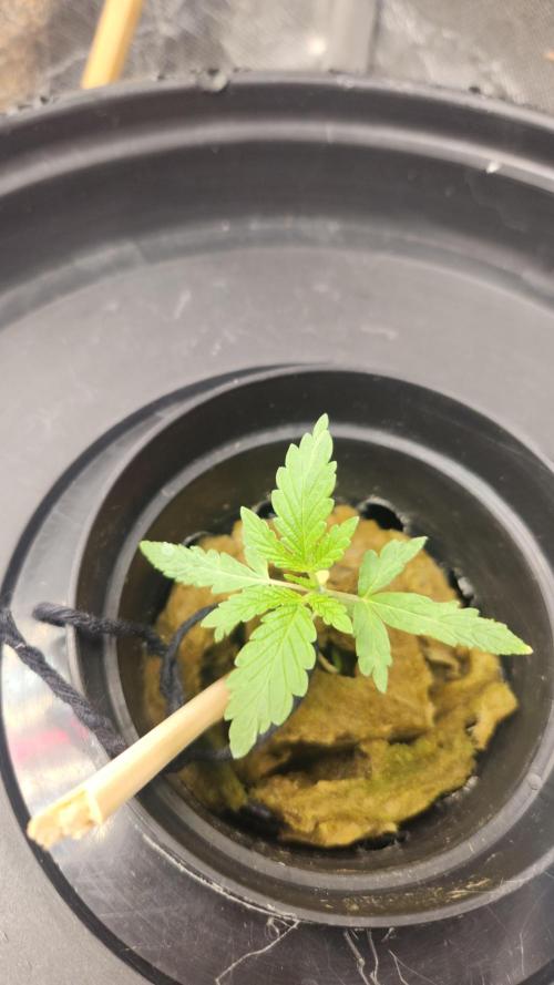 Banana OG - Santa semente. Week 2