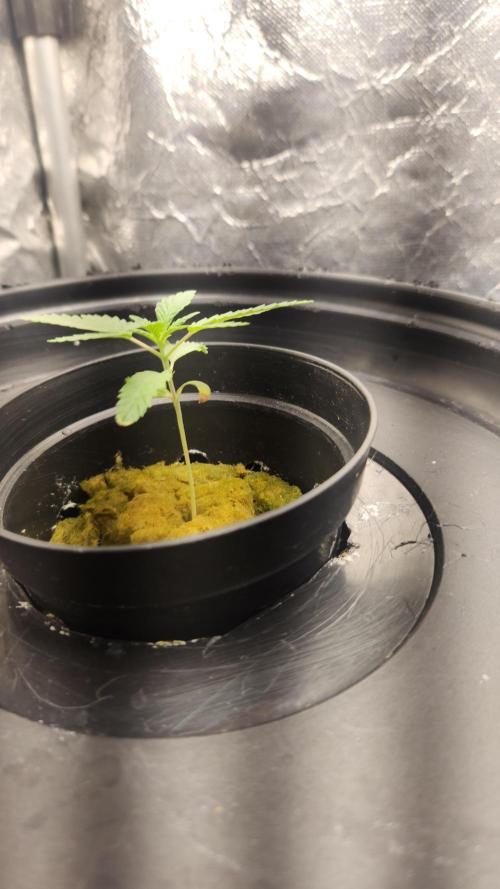 Banana OG - Santa semente. Week 2