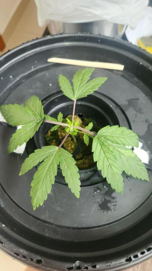 Banana OG - Santa semente. Week 3