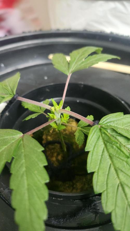 Banana OG - Santa semente. Week 3