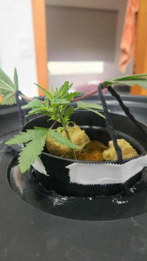 Banana OG - Santa semente. Week 3