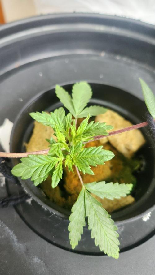 Banana OG - Santa semente. Week 3