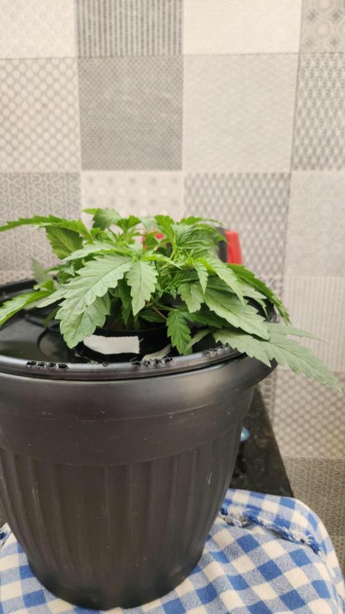 Banana OG - Santa semente. Week 4