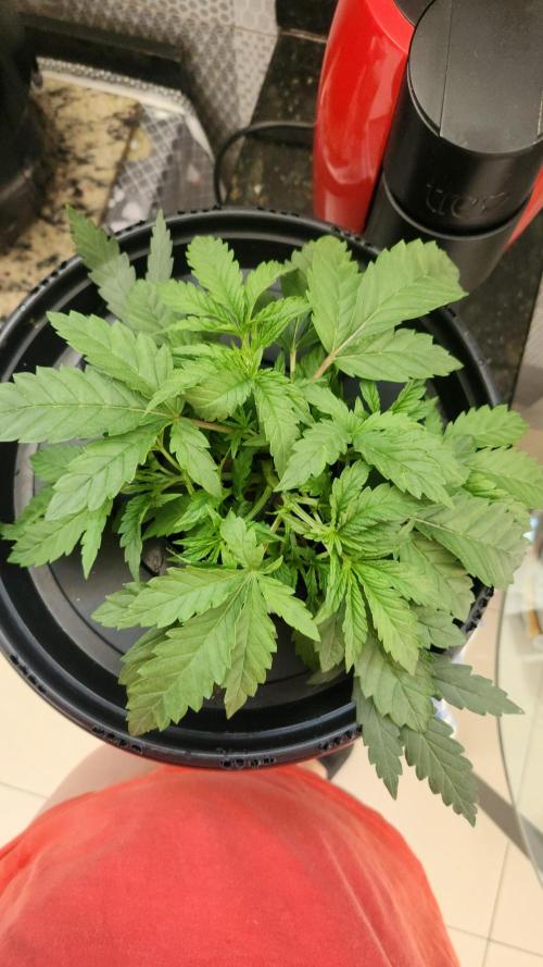 Banana OG - Santa semente. Week 4