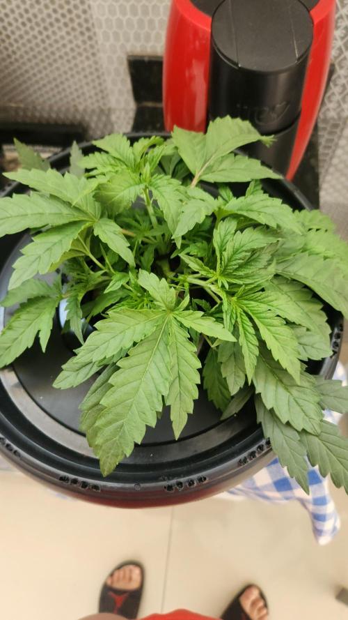 Banana OG - Santa semente. Week 4