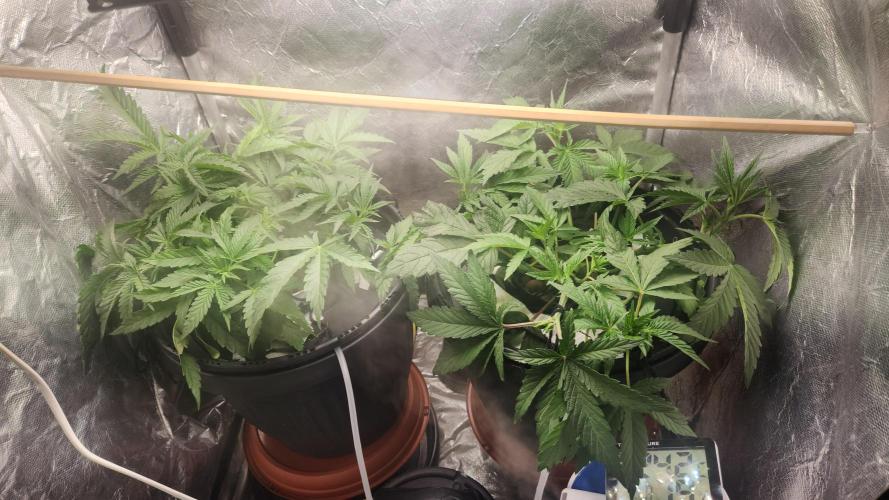 Banana OG - Santa semente. Week 5