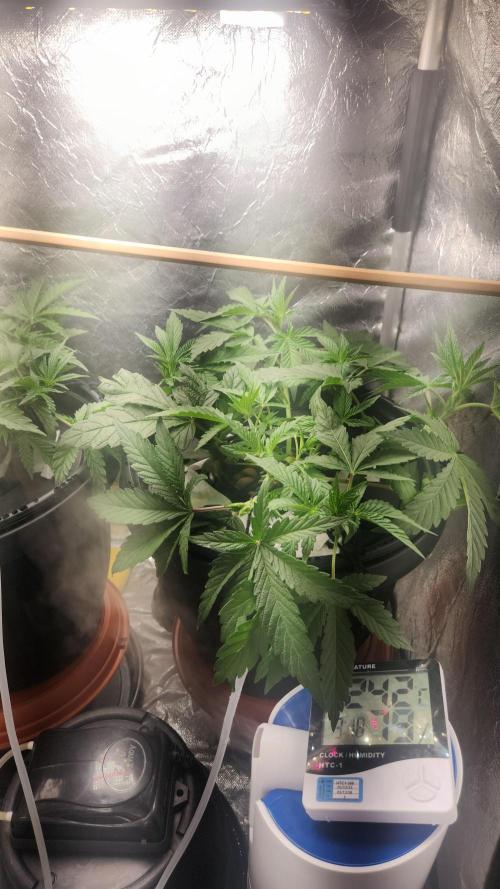 Banana OG - Santa semente. Week 5
