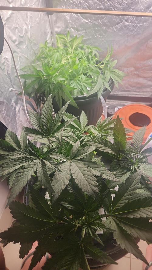 Banana OG - Santa semente. Week 5