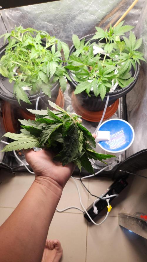 Banana OG - Santa semente. Week 5