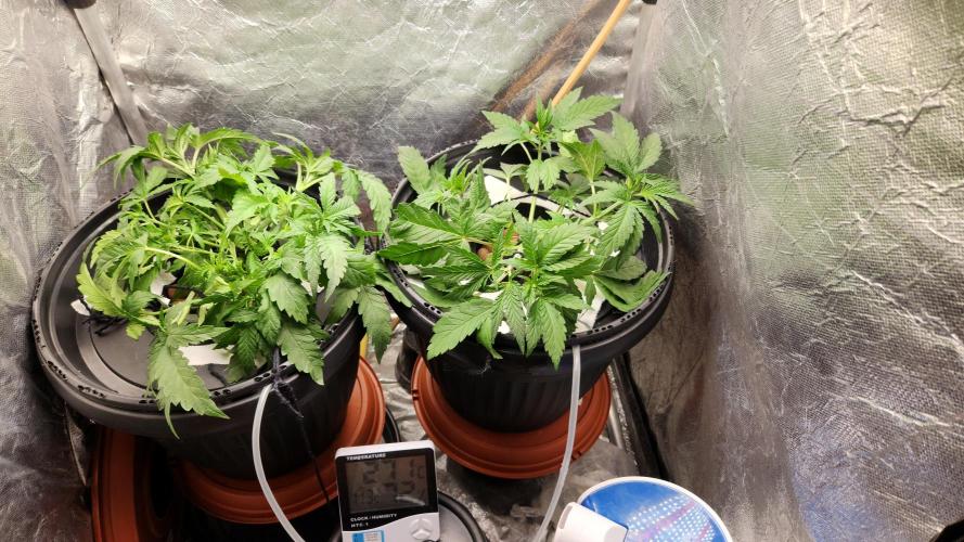 Banana OG - Santa semente. Week 5