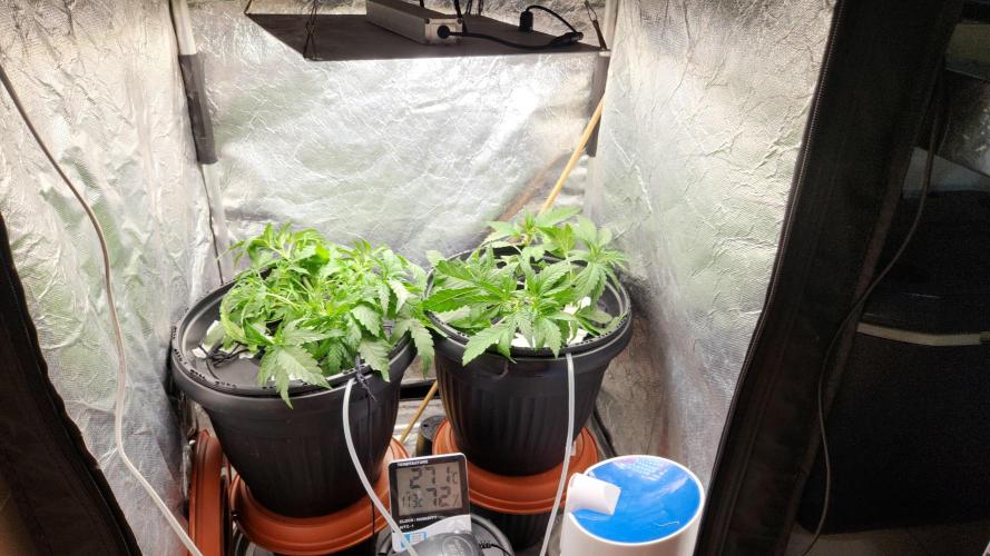 Banana OG - Santa semente. Week 5