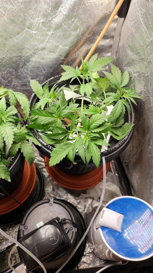 Banana OG - Santa semente. Week 5
