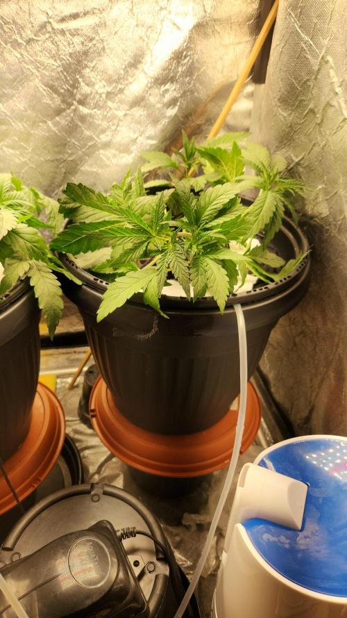 Banana OG - Santa semente. Week 5