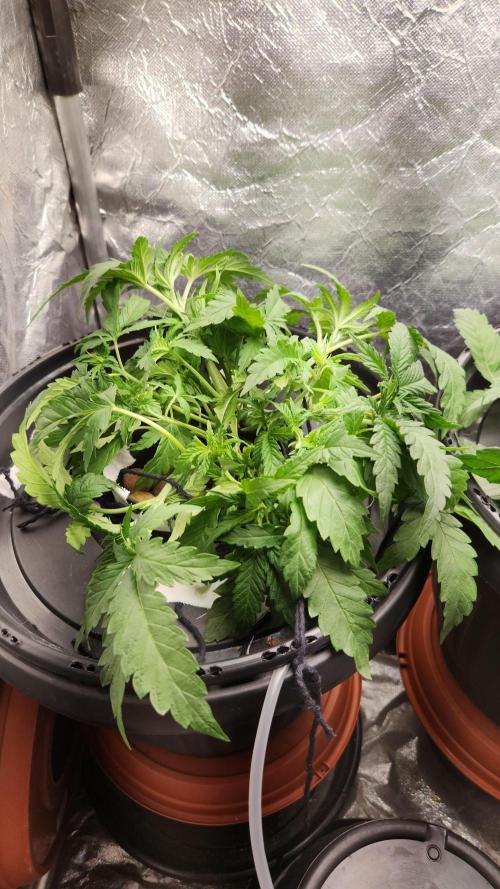 Banana OG - Santa semente. Week 5