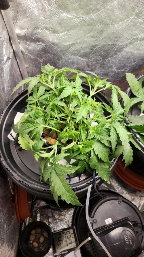 Banana OG - Santa semente. Week 5