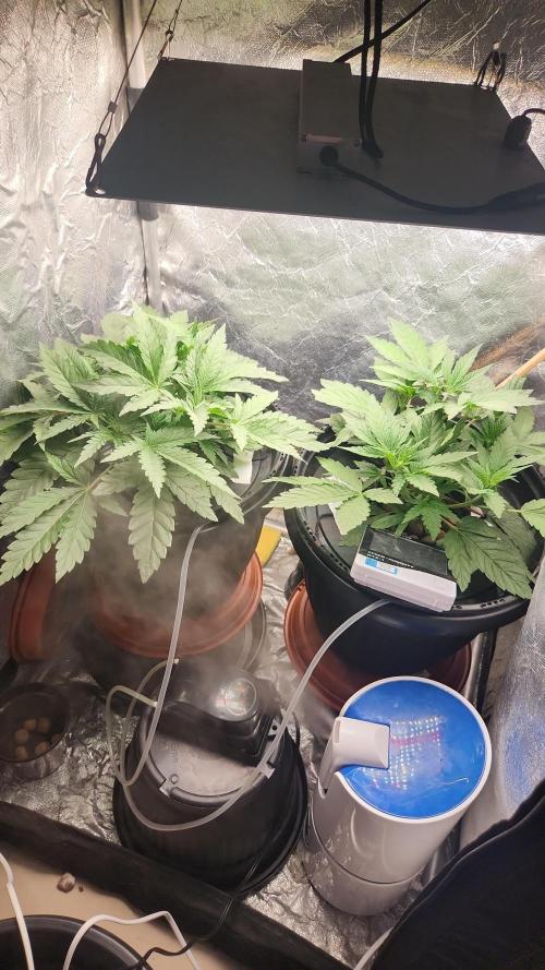 Banana OG - Santa semente. Week 5