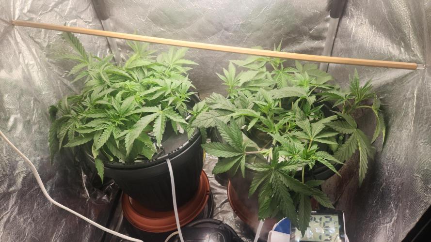 Banana OG - Santa semente. Week 6