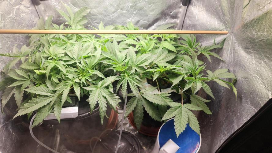 Banana OG - Santa semente. Week 6