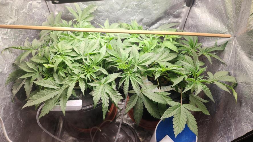 Banana OG - Santa semente. Week 6