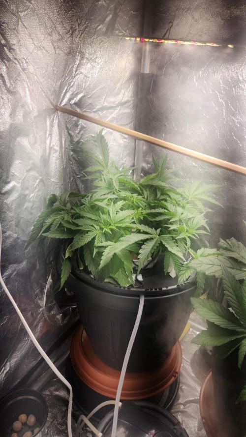 Banana OG - Santa semente. Week 6
