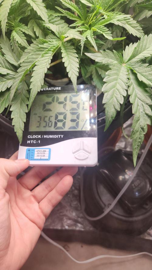Banana OG - Santa semente. Week 6